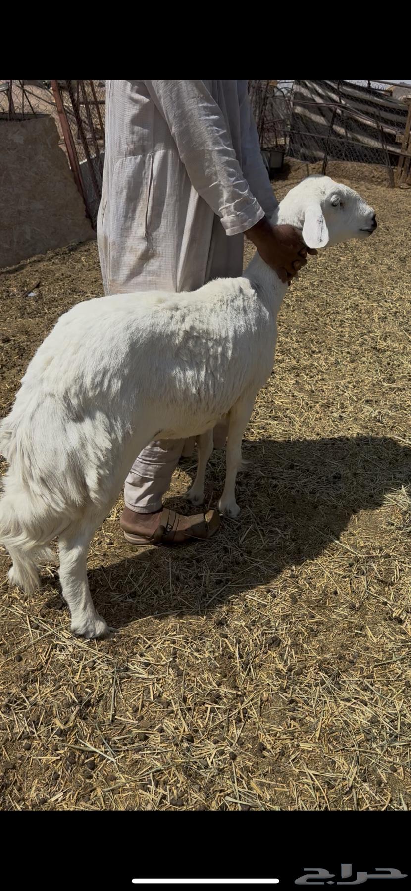 Fat Harsha sheep64480386544258111