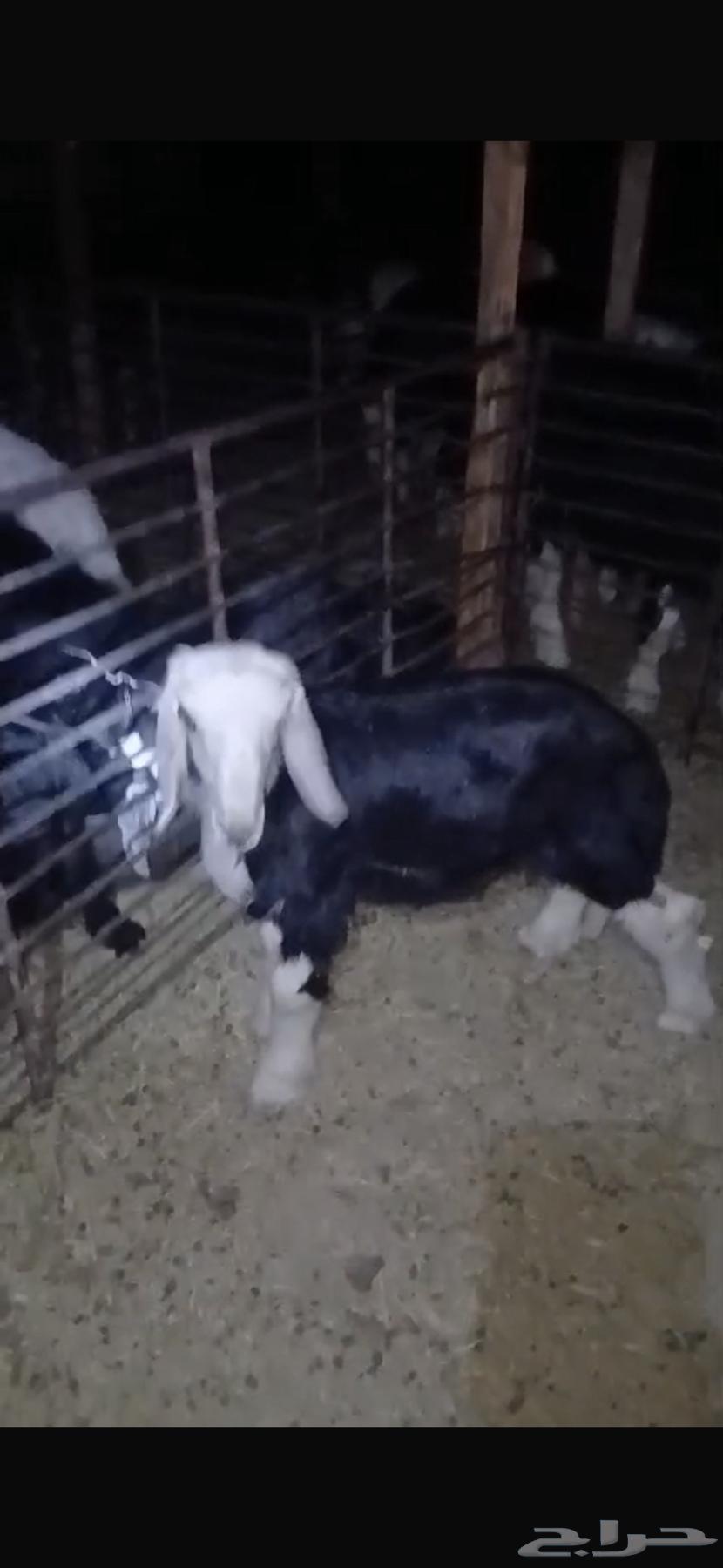 للبيع خروف مغلق عمره اربع اشهر وتيسين دواغير عمار شهر64481209850114112