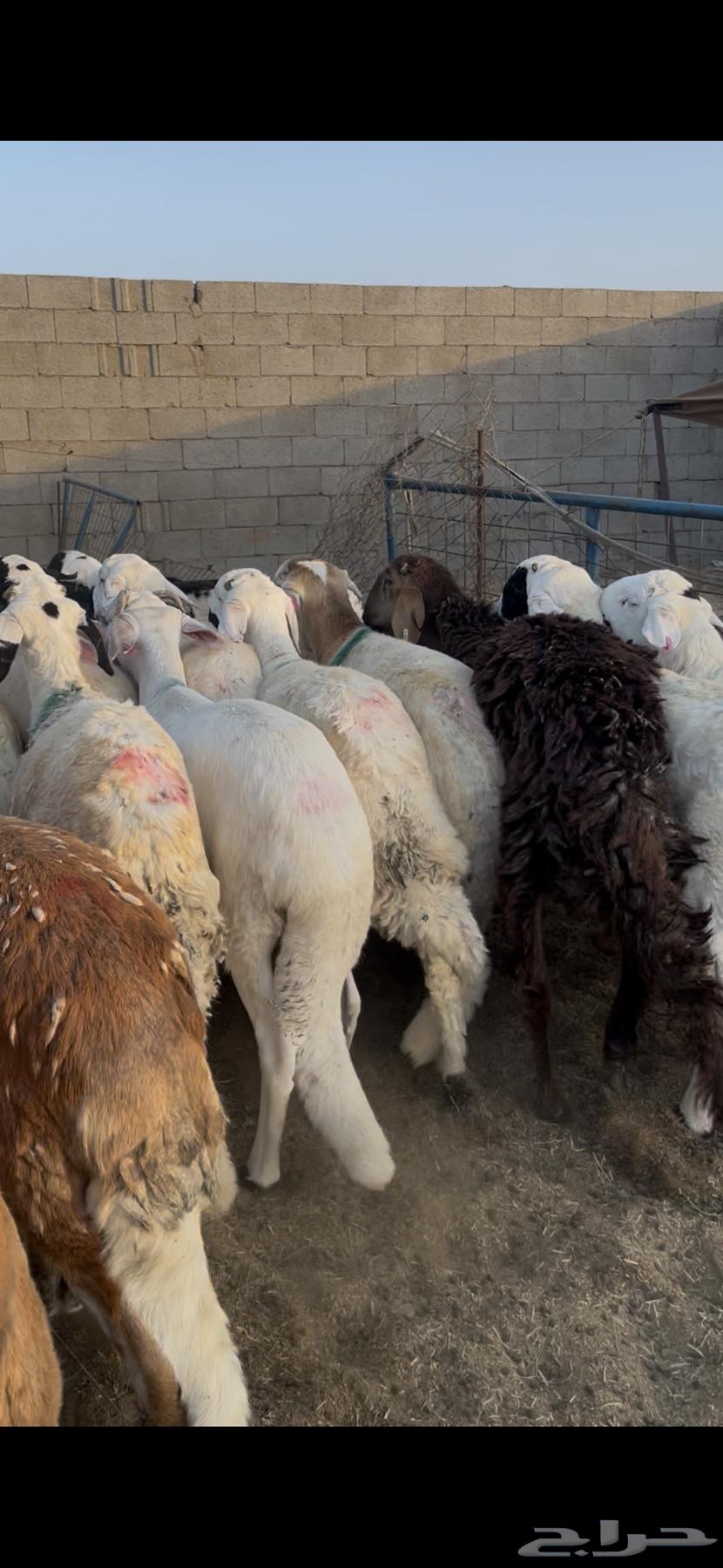 سواكني مرابي 4 شهور مقفل64480772033282112