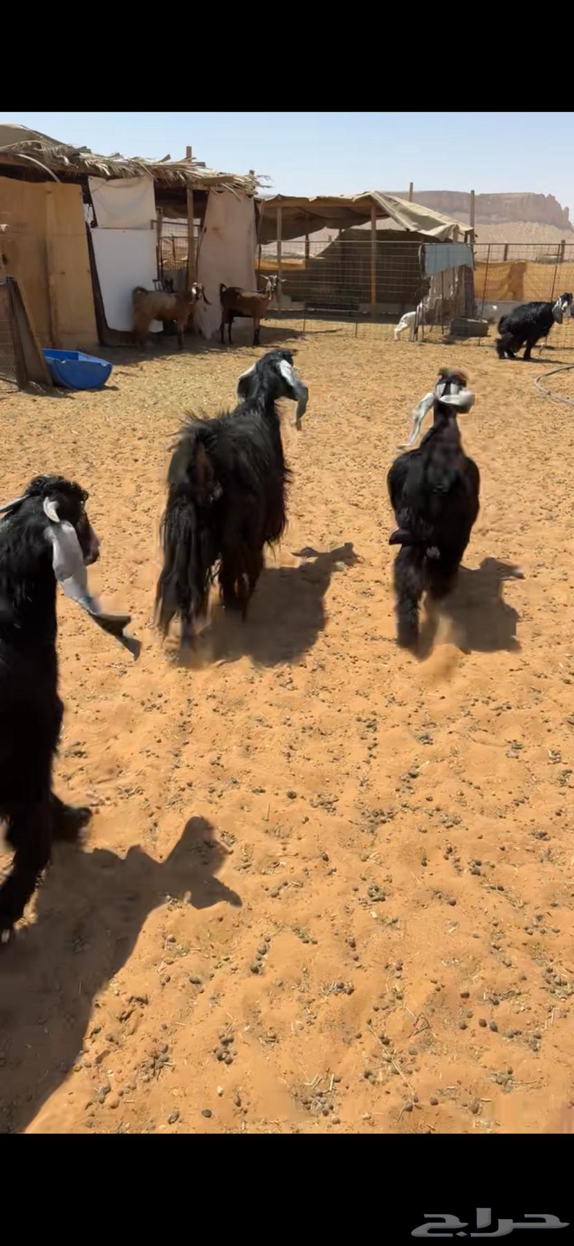 للبيع معزا متاويم64481305379074112