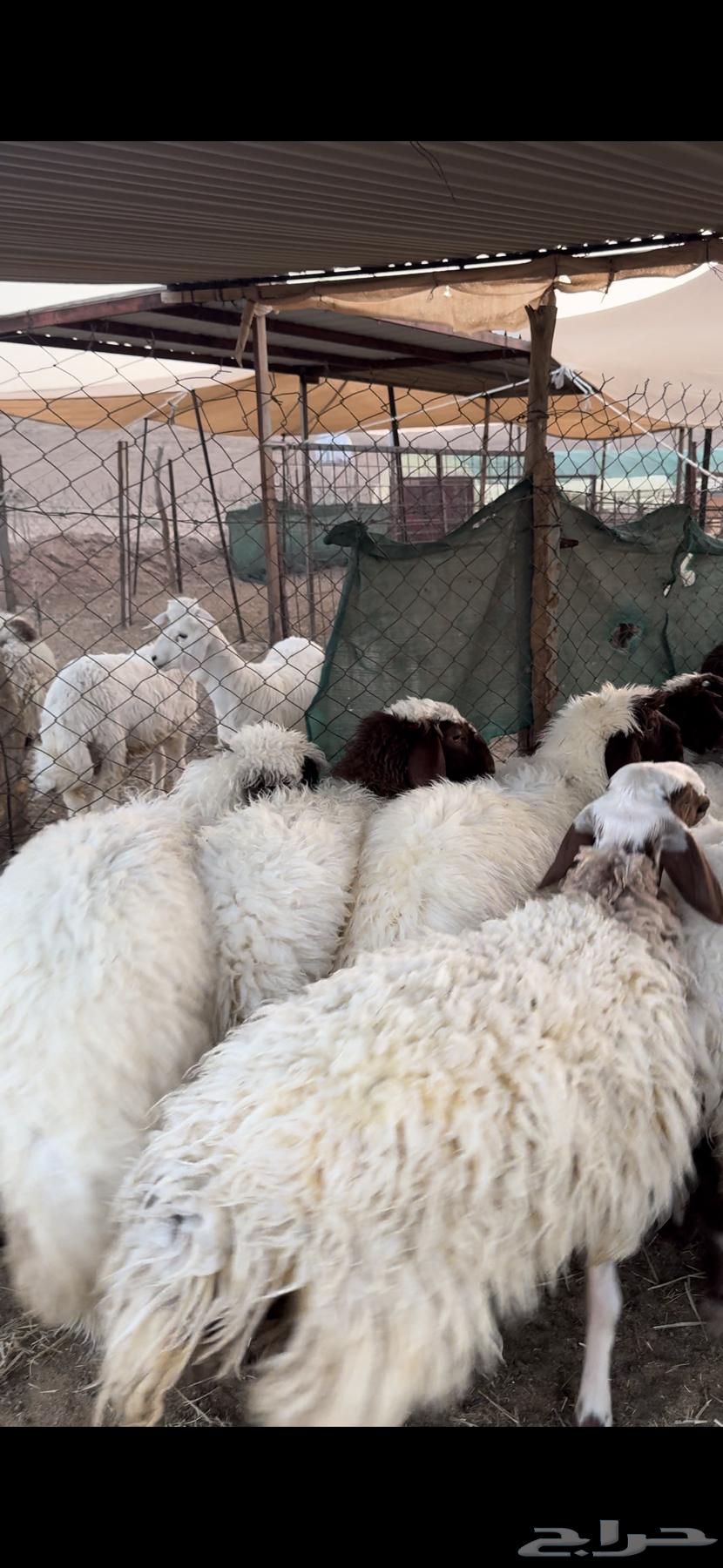 For sale Naim trunks, good quality, whole or individual64485916755201111