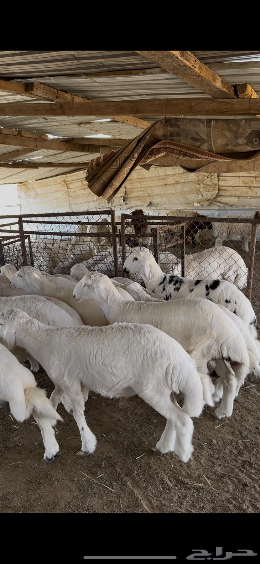 خرفان حريات فاخره من مراحي64484074968065111