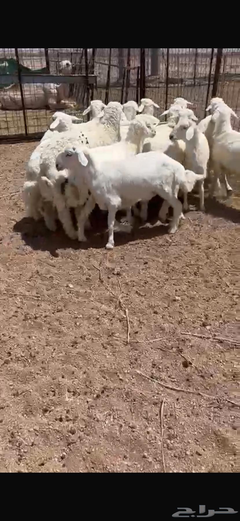 للبيع طلين حريه64485106708225113