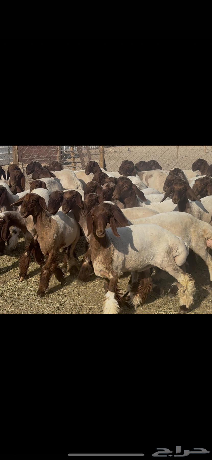 Class breed rams.64482687716097111