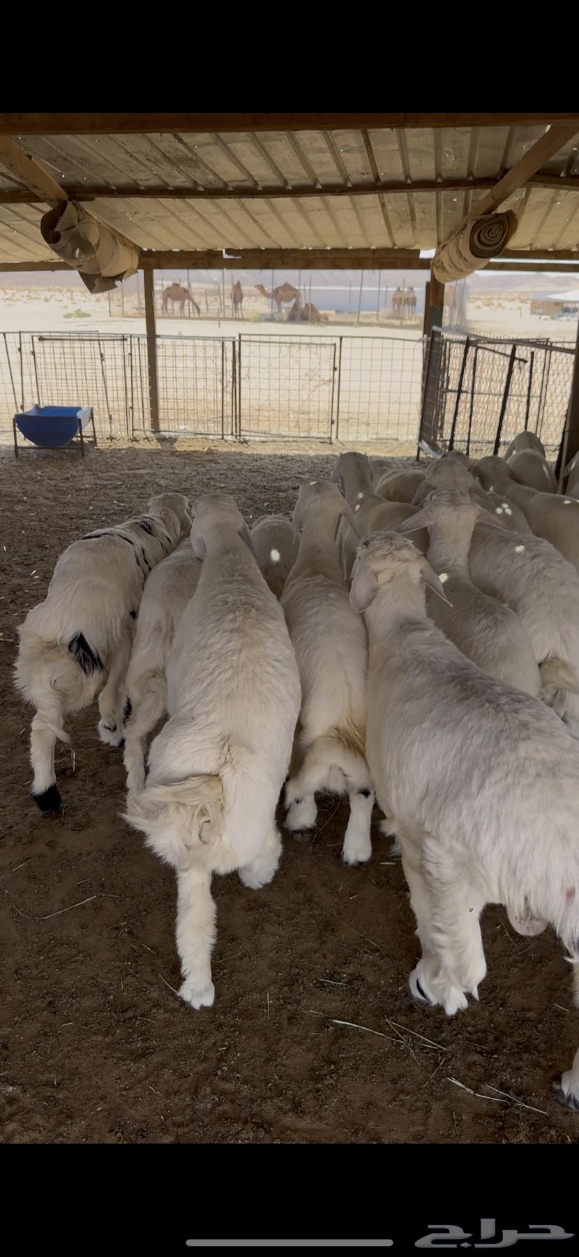 خرفان حريات فاخره من مراحي64484074968065110