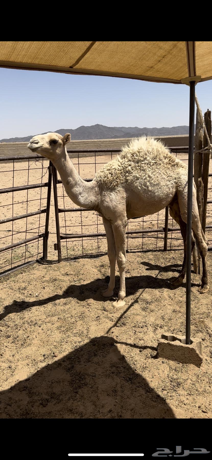 Hiran Breih64484484630275113