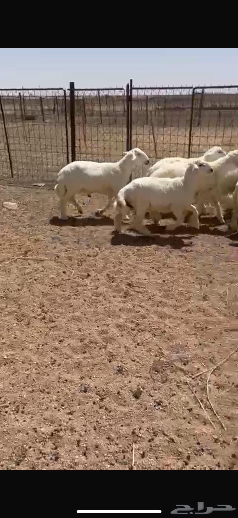 للبيع طلين حريه64485106708225112