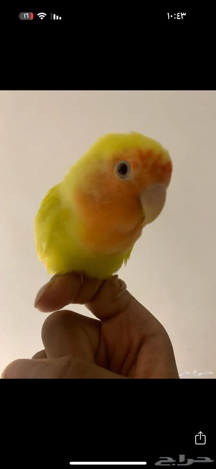 روز اليف64478580885251110