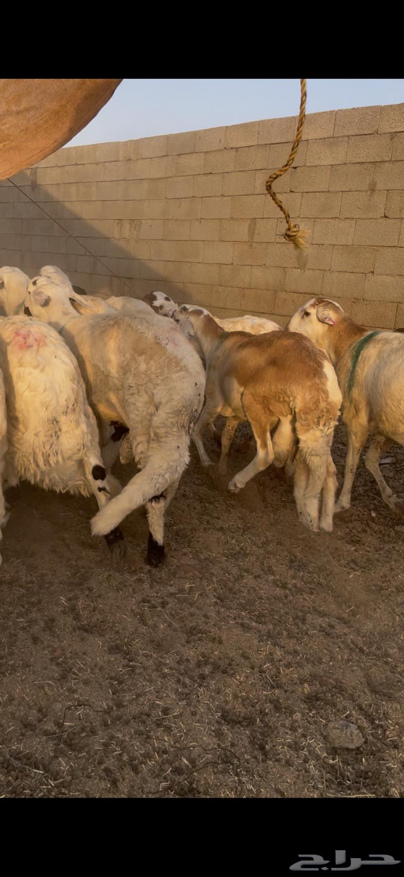 سواكني مرابي 4 شهور مقفل64480772033282111