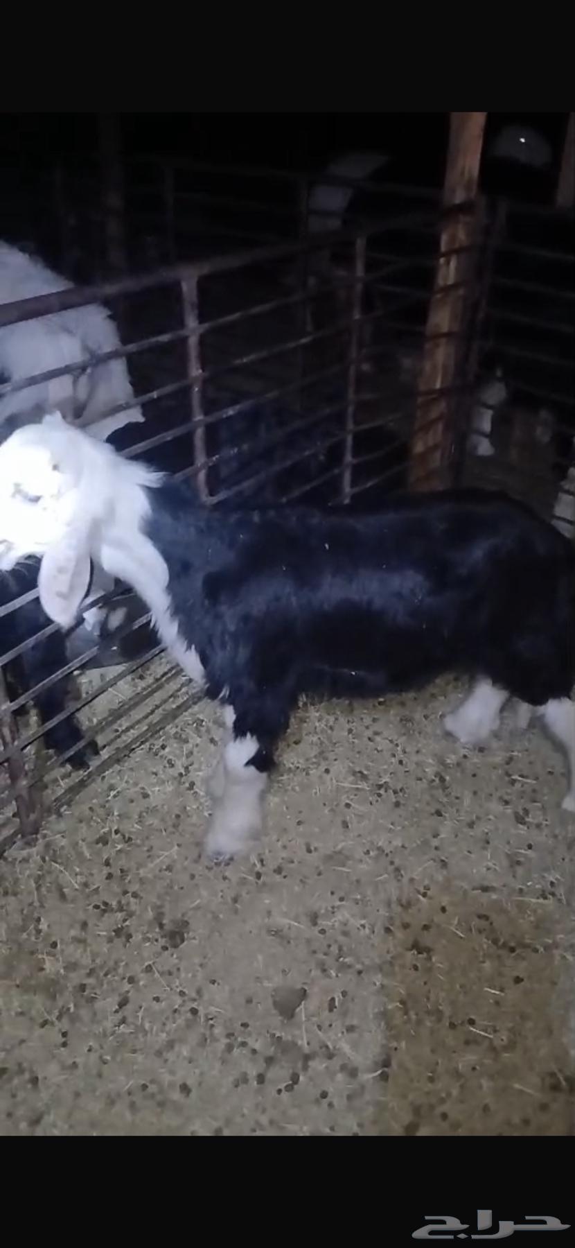 للبيع خروف مغلق عمره اربع اشهر وتيسين دواغير عمار شهر64481209850114113