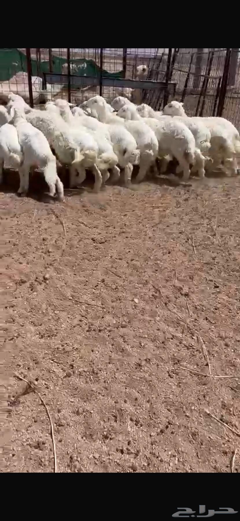 للبيع طلين حريه64485106708225111