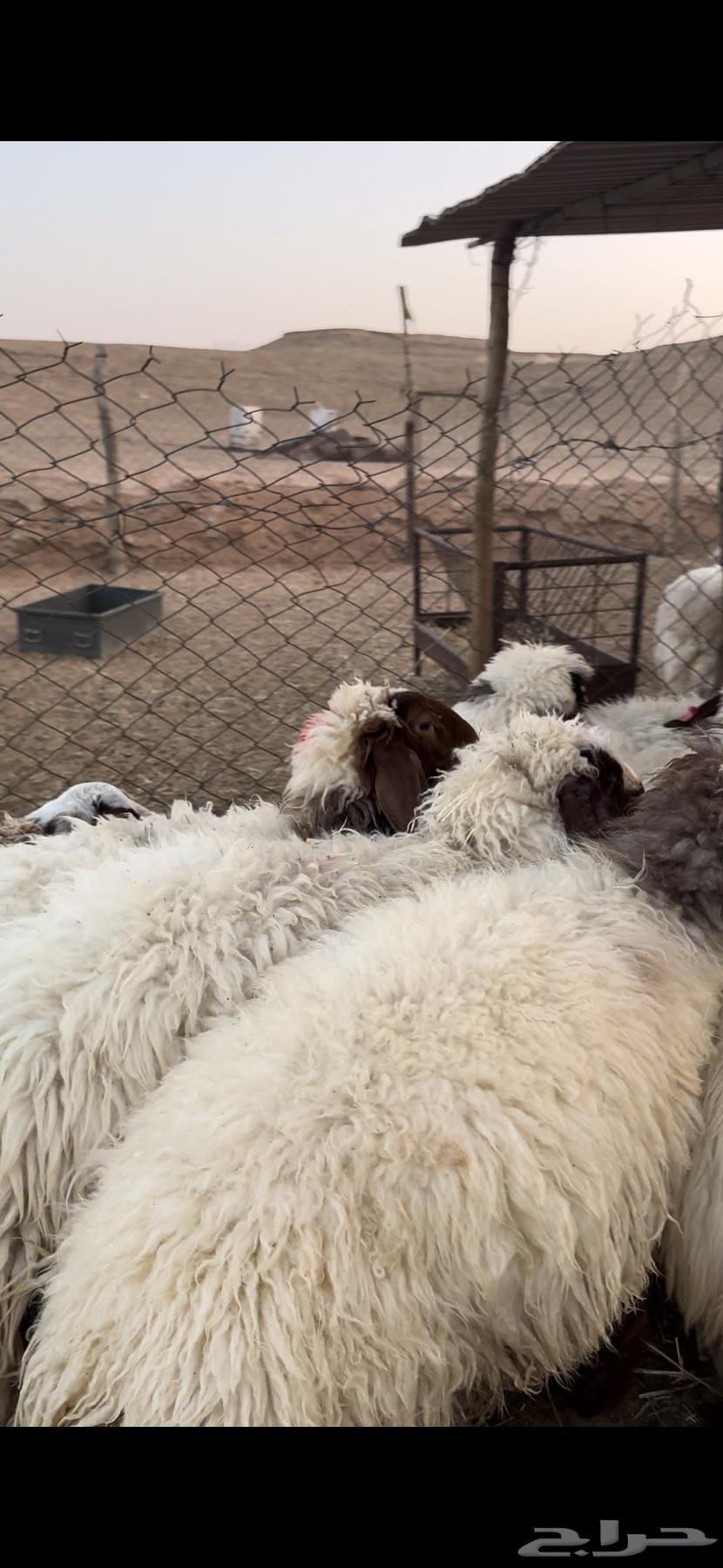 For sale Naim trunks, good quality, whole or individual64485916755201112