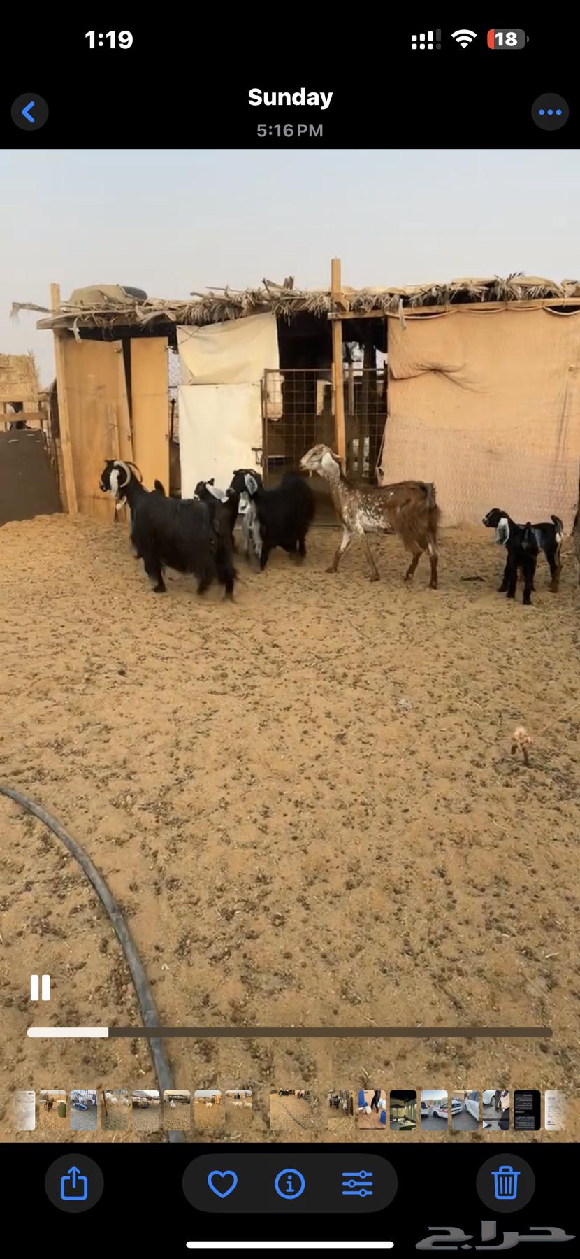 للبيع معزا متاويم64481305379074110