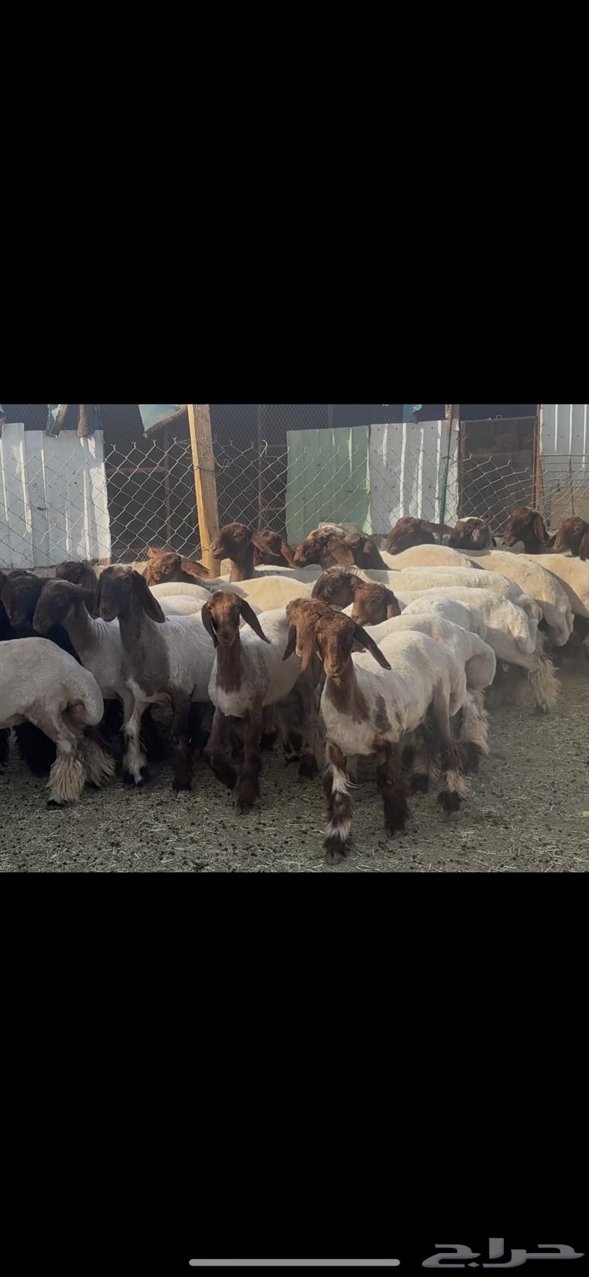 Class breed rams.64482687716097113