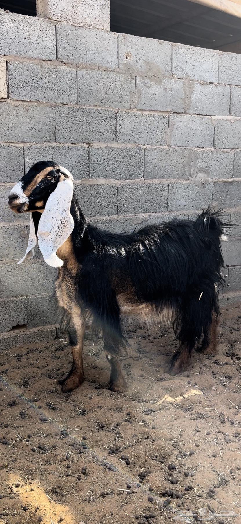 عنز عارضيه دافع64480222209667110