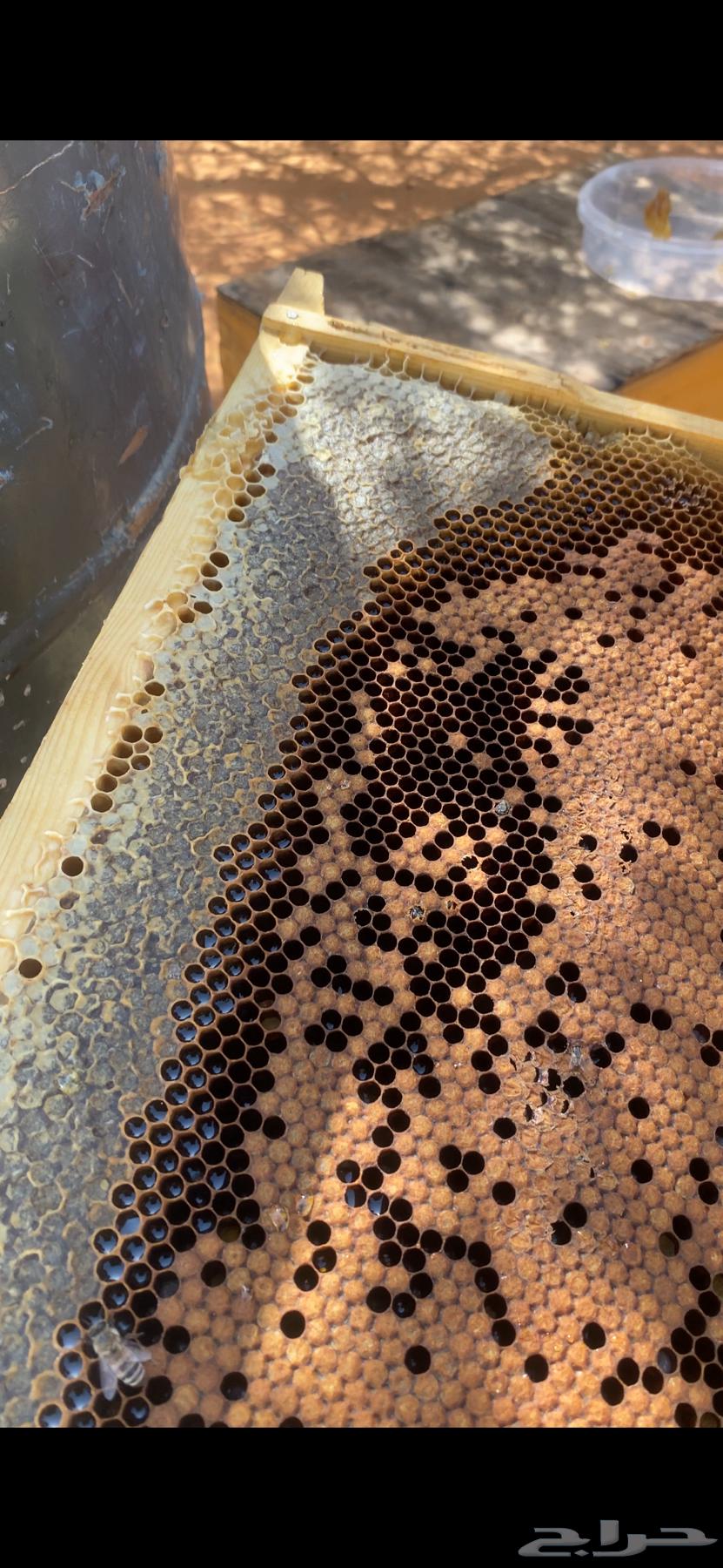 عسل سدر الشمال رفحا لا تدفع ولا ريال64486095506306114