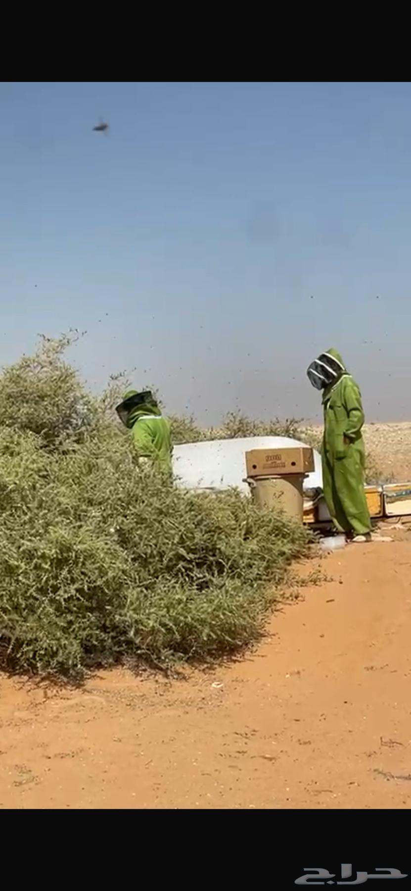 عسل سدر الشمال رفحا لا تدفع ولا ريال64486095506306112