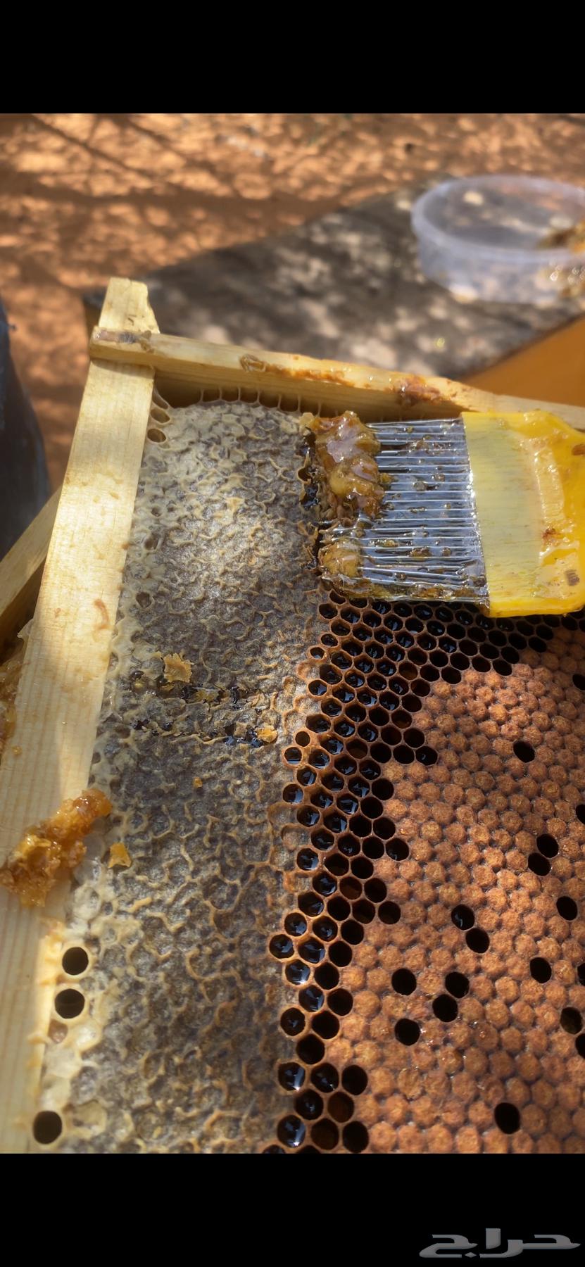 عسل سدر الشمال رفحا لا تدفع ولا ريال64486095506306113