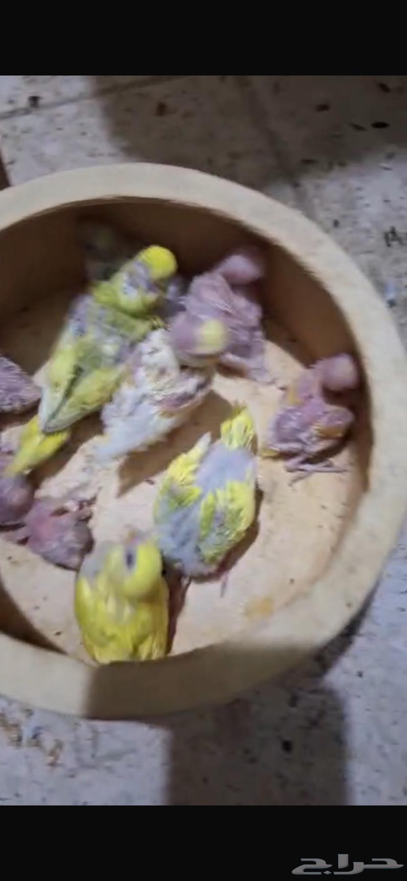 فروخ بادجي للبيع64481613163267113