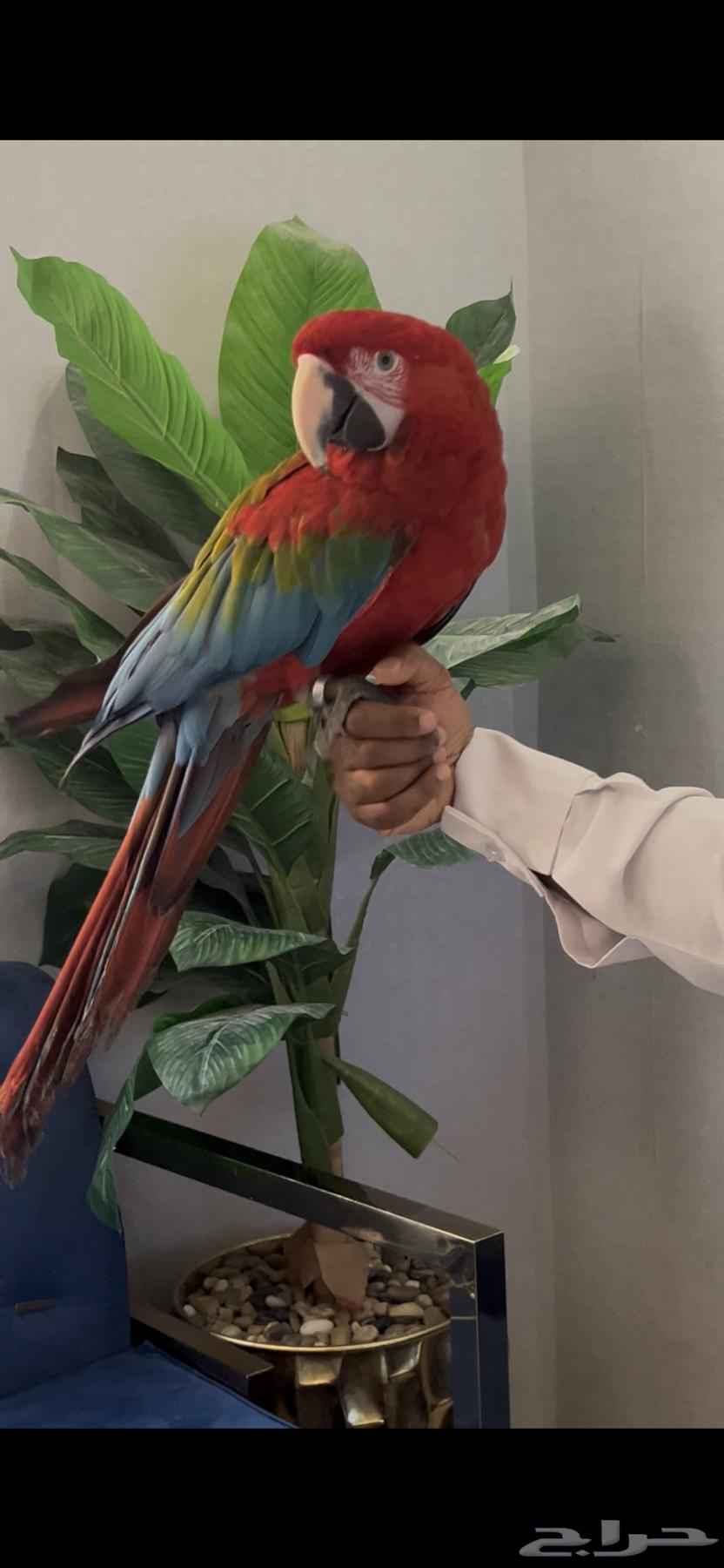 ببغاء مكاو64485379104641112