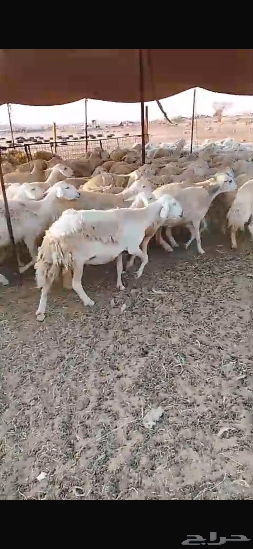 للبيع غنم حريات صنف مراح واحد العدد500 راس( تم البيع64482295405697112