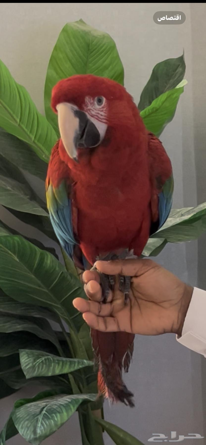 ببغاء مكاو64485379104641111