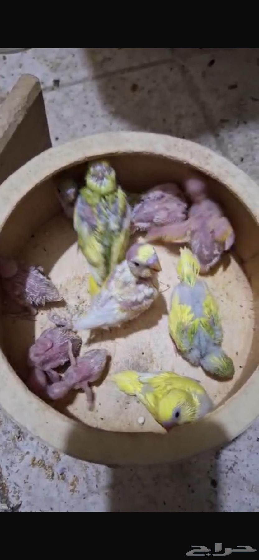 فروخ بادجي للبيع64481613163267111