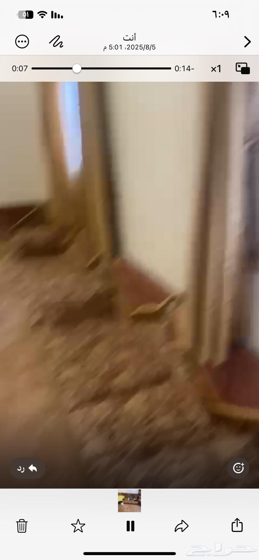 Complete Majlis Set with Cushions, Stands, and Carpet64483853836290114