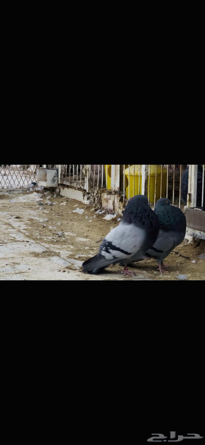 زوج نفاخ اسباني top64480053846530114