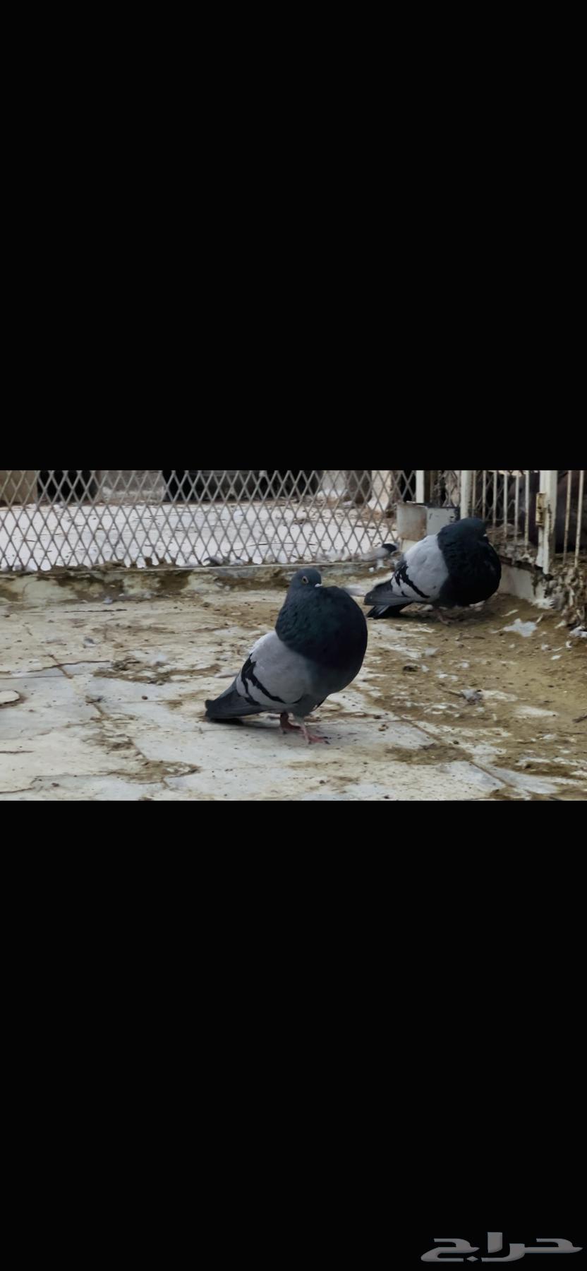 زوج نفاخ اسباني top64480053846530112