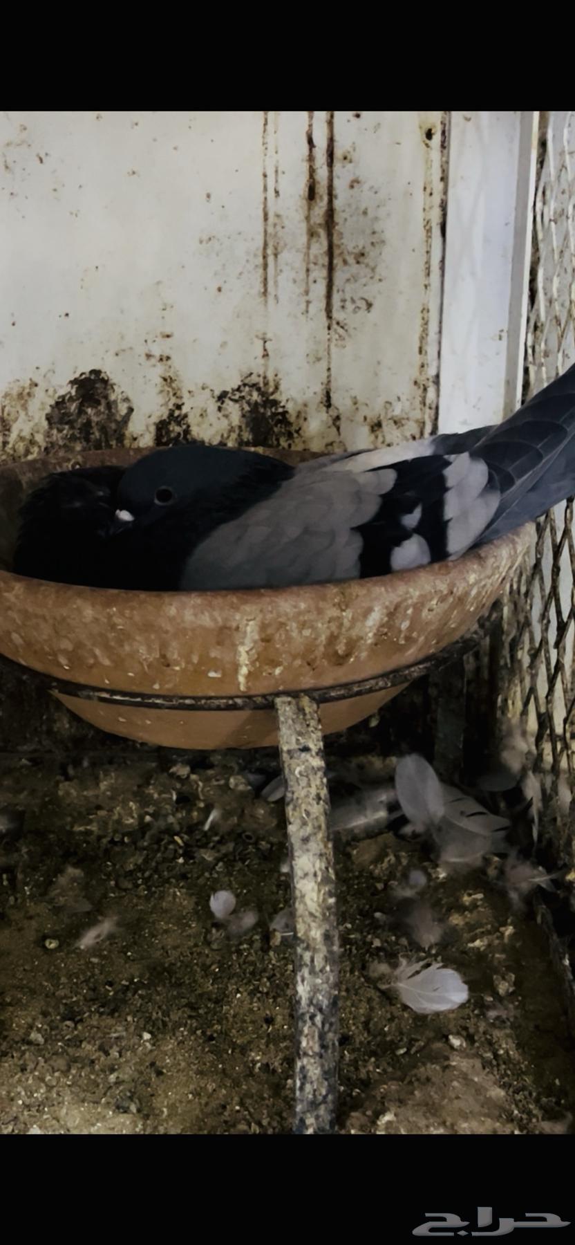 زوج نفاخ اسباني top64480053846530111