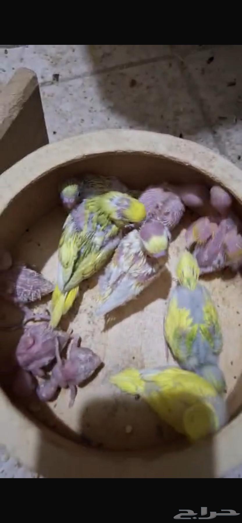 فروخ بادجي للبيع64481613163267112