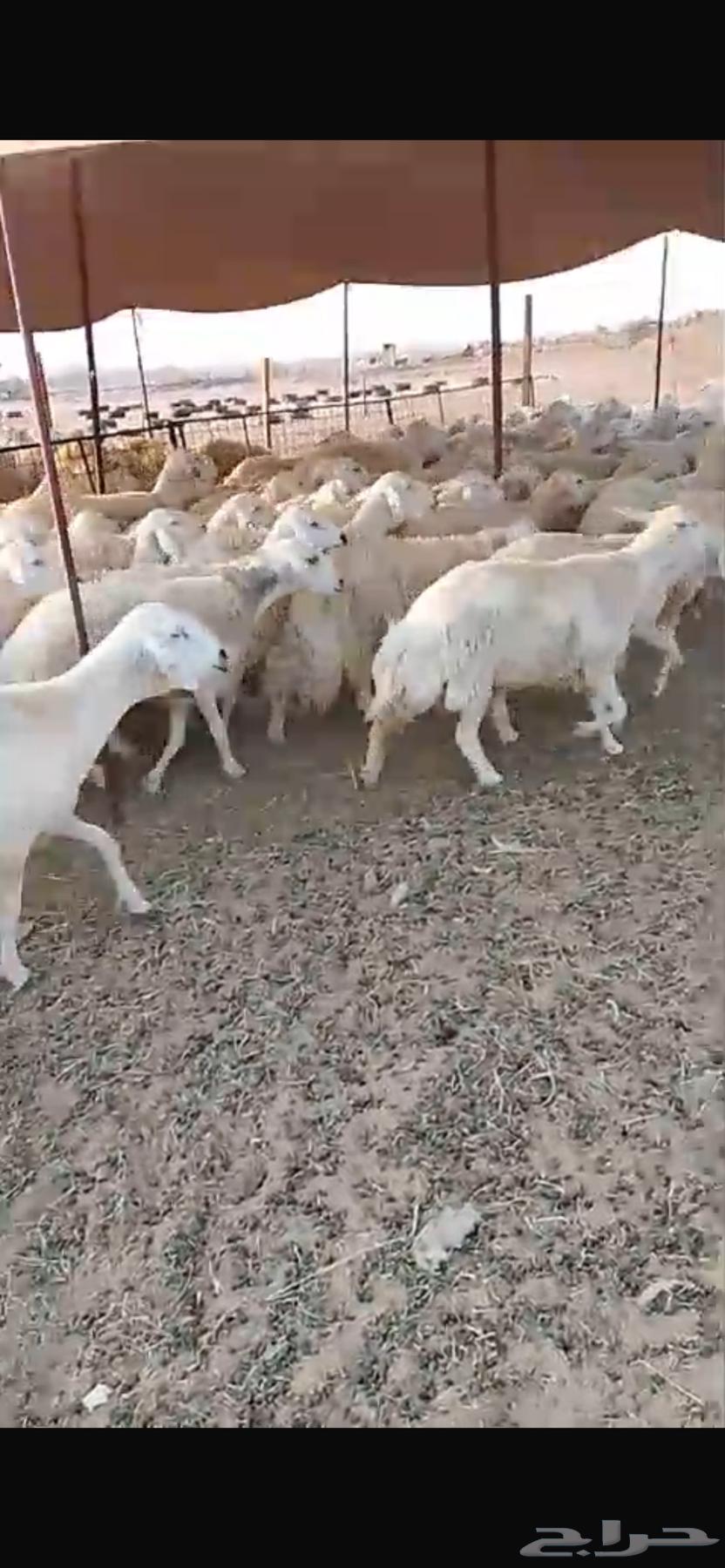 للبيع غنم حريات صنف مراح واحد العدد500 راس( تم البيع64482295405697111