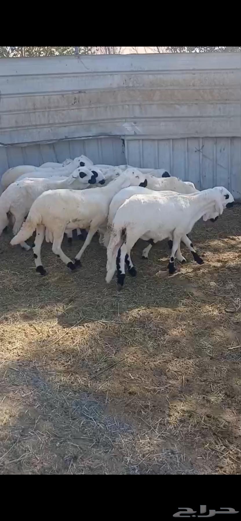 للبيع ذبايح سواكن مرابي شرط البيع تفريد او جمله64481764307971110