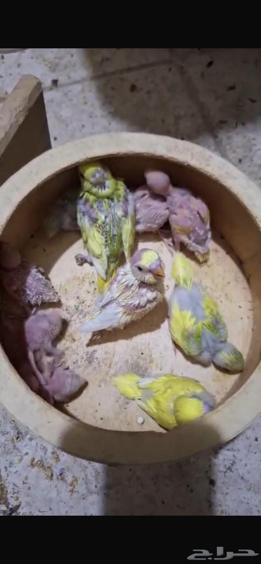 فروخ بادجي للبيع64481613163267110