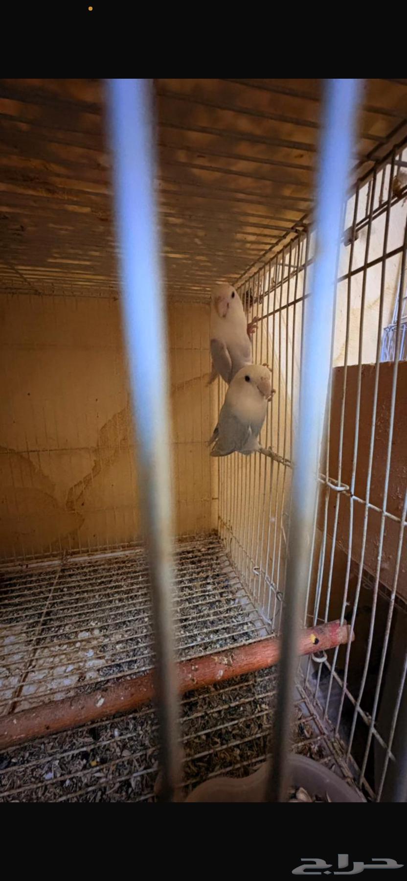 أناثي روز منتجه64485998992898110