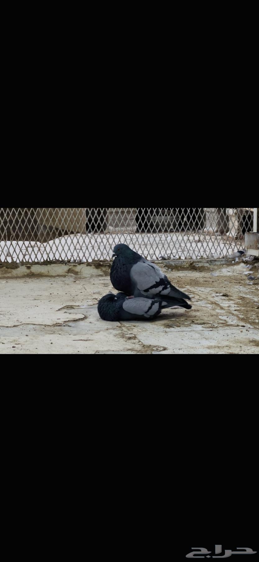 زوج نفاخ اسباني top64480053846530110