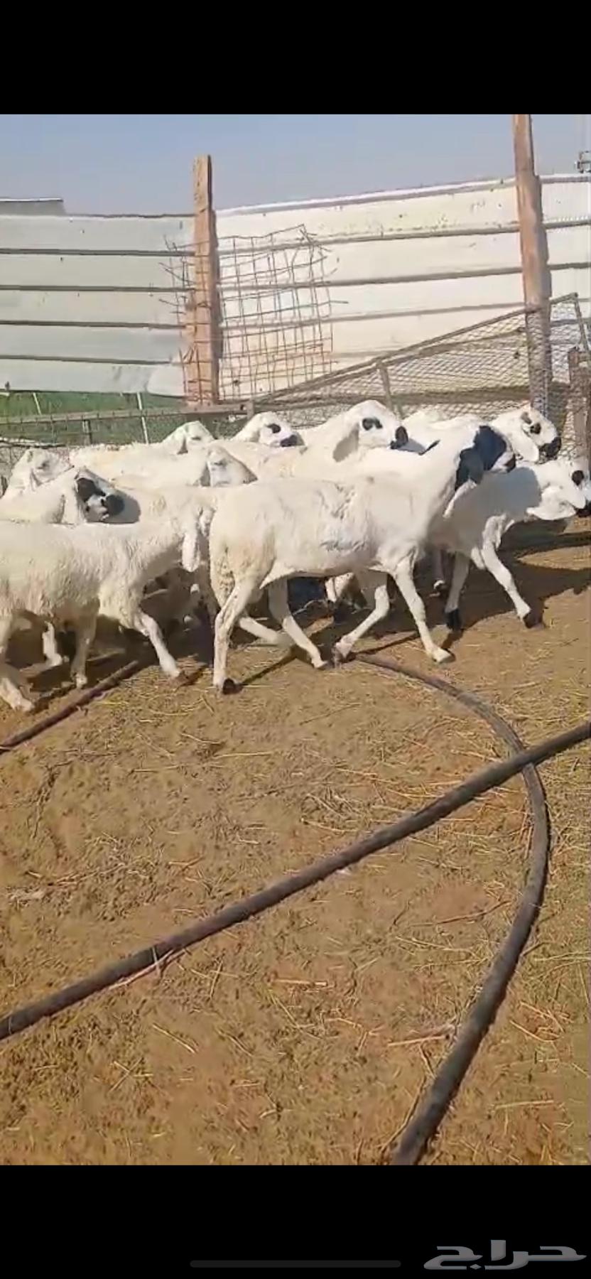 للبيع ذبايح سواكن مرابي شرط البيع تفريد او جمله64481764307971111