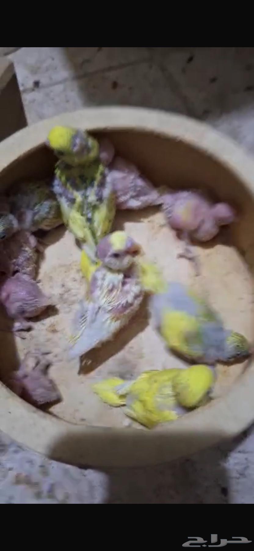 فروخ بادجي للبيع64481613163267114