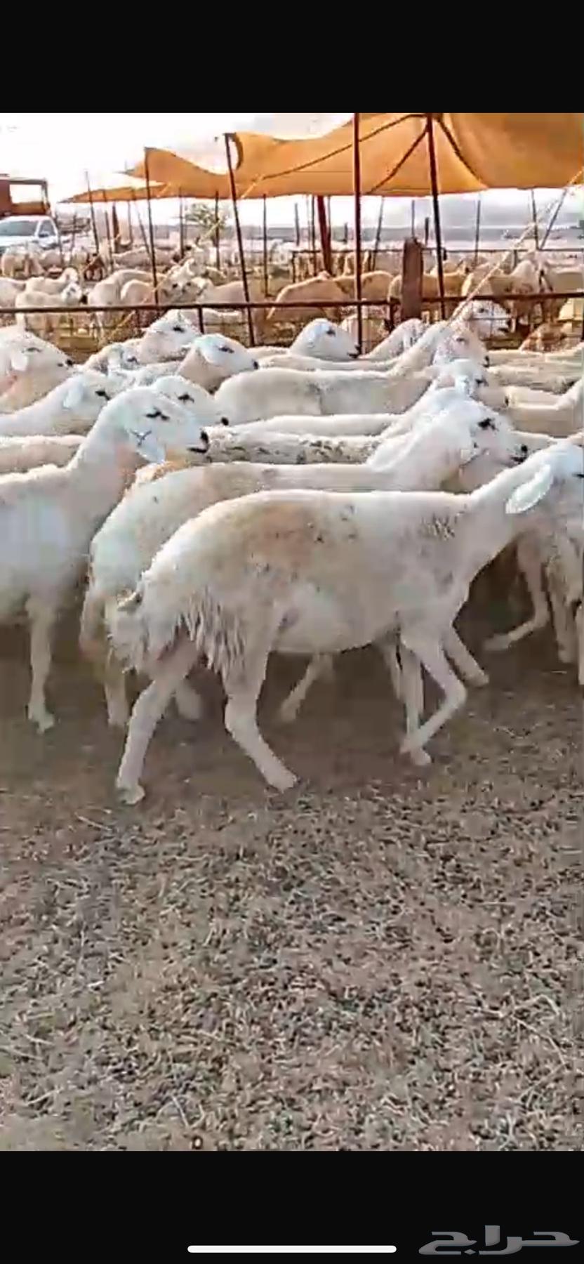 للبيع غنم حريات صنف مراح واحد العدد500 راس( تم البيع64482295405697113