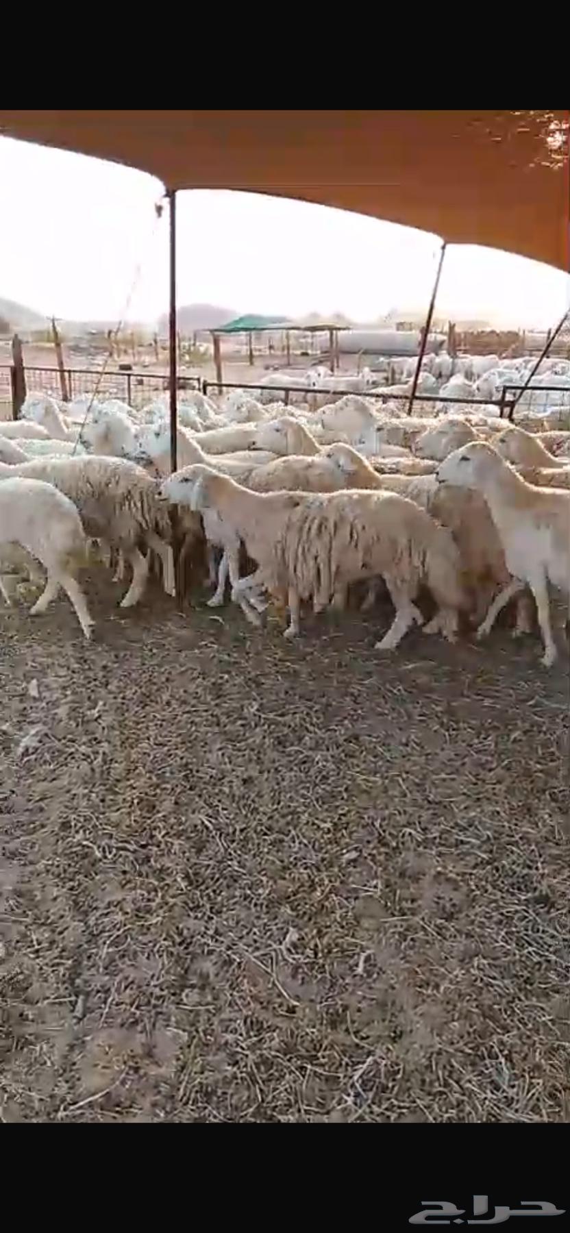 للبيع غنم حريات صنف مراح واحد العدد500 راس( تم البيع64482295405697114