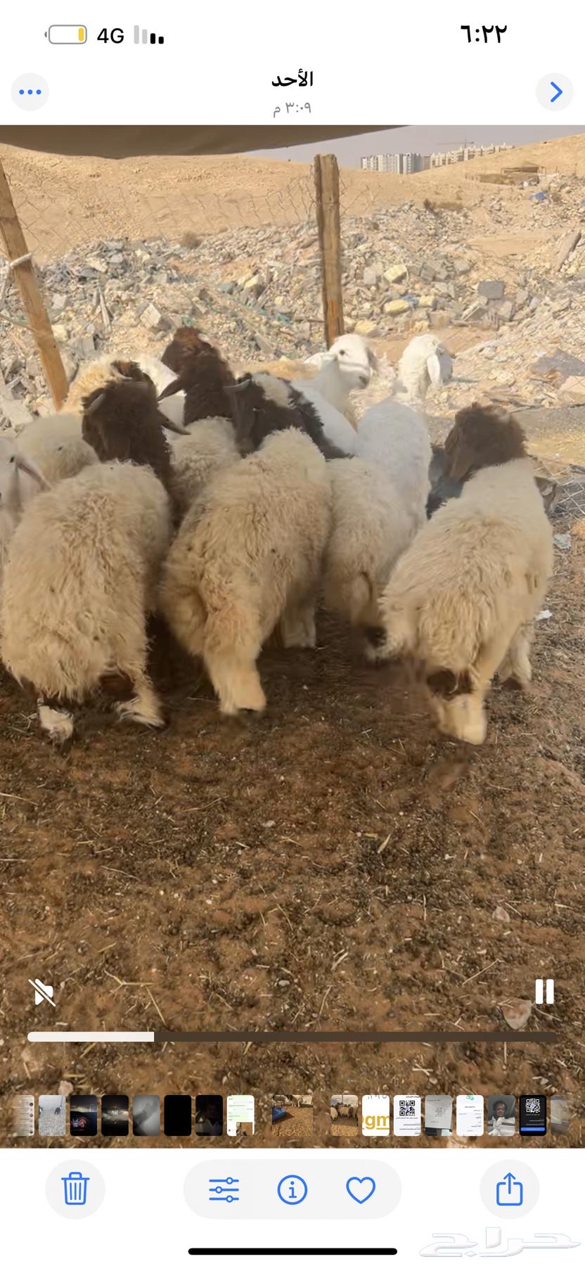 ذبايح مع التوصيل يوجد تمارا64482172711169110