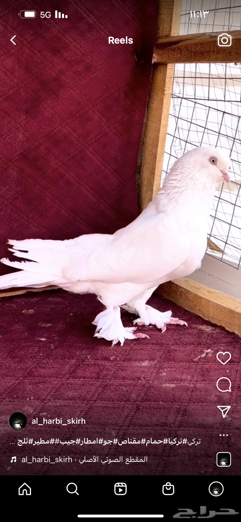 ذكر عراقي توب ابيض64481046134019113