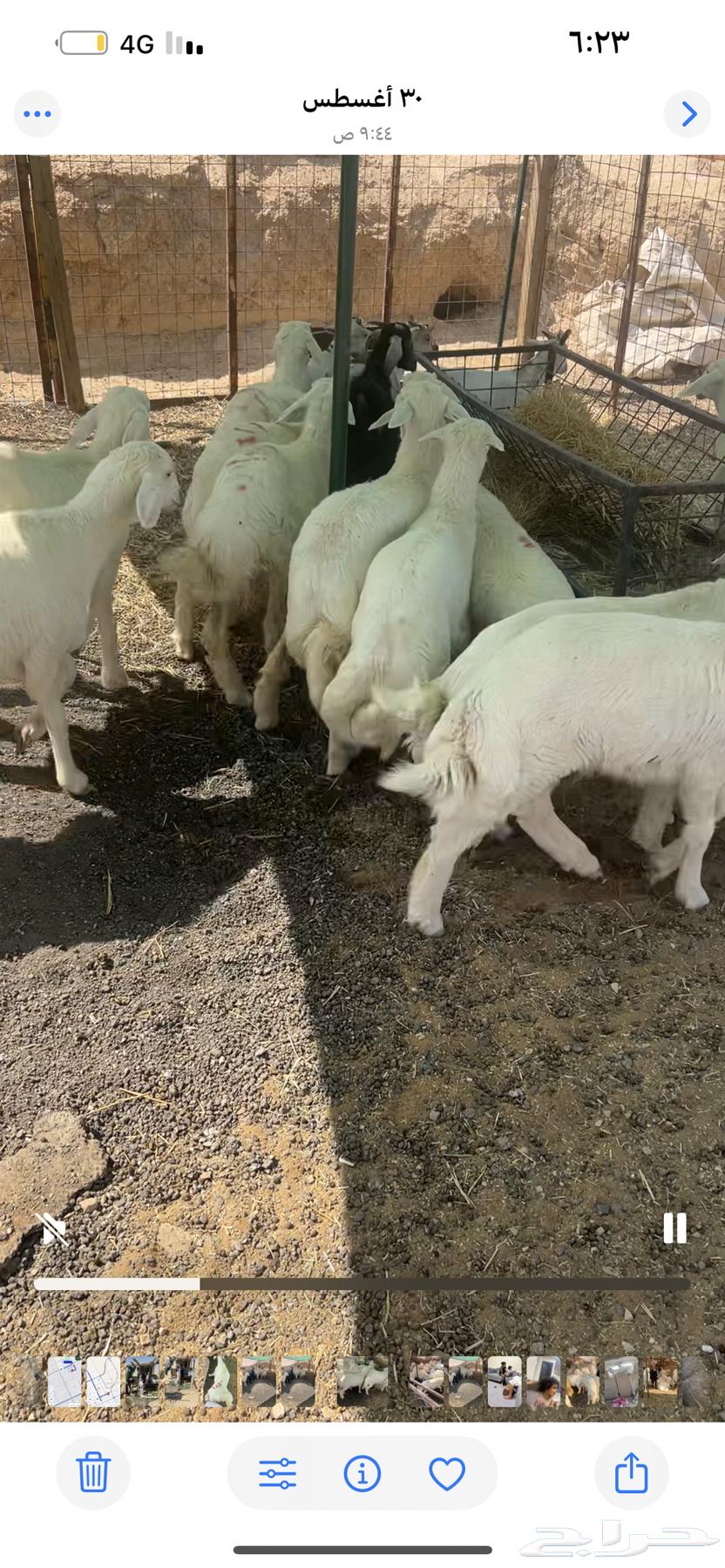 ذبايح مع التوصيل يوجد تمارا64482172711169111