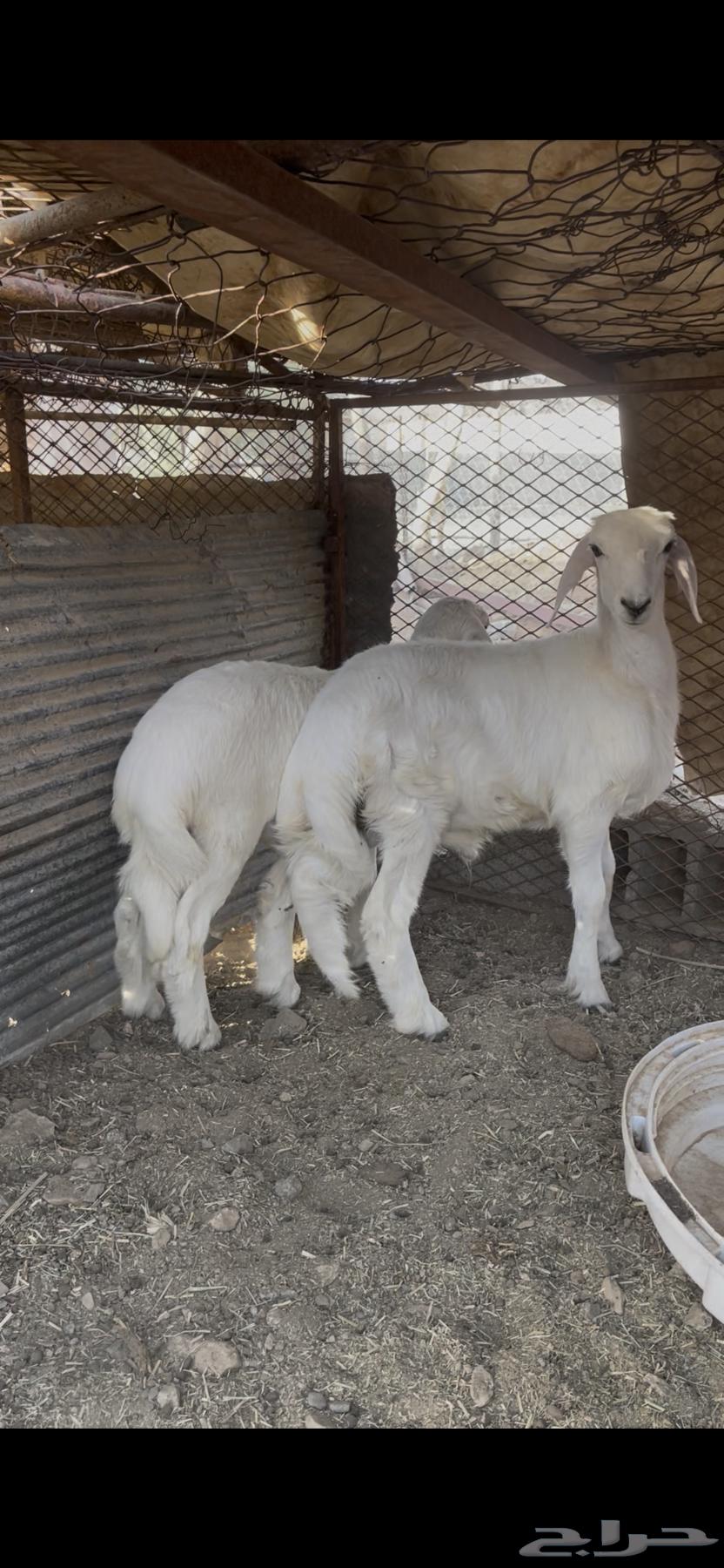 خروفين نظيفه وفل شحم الموقع ترج قريب من بيشة64483178167810110
