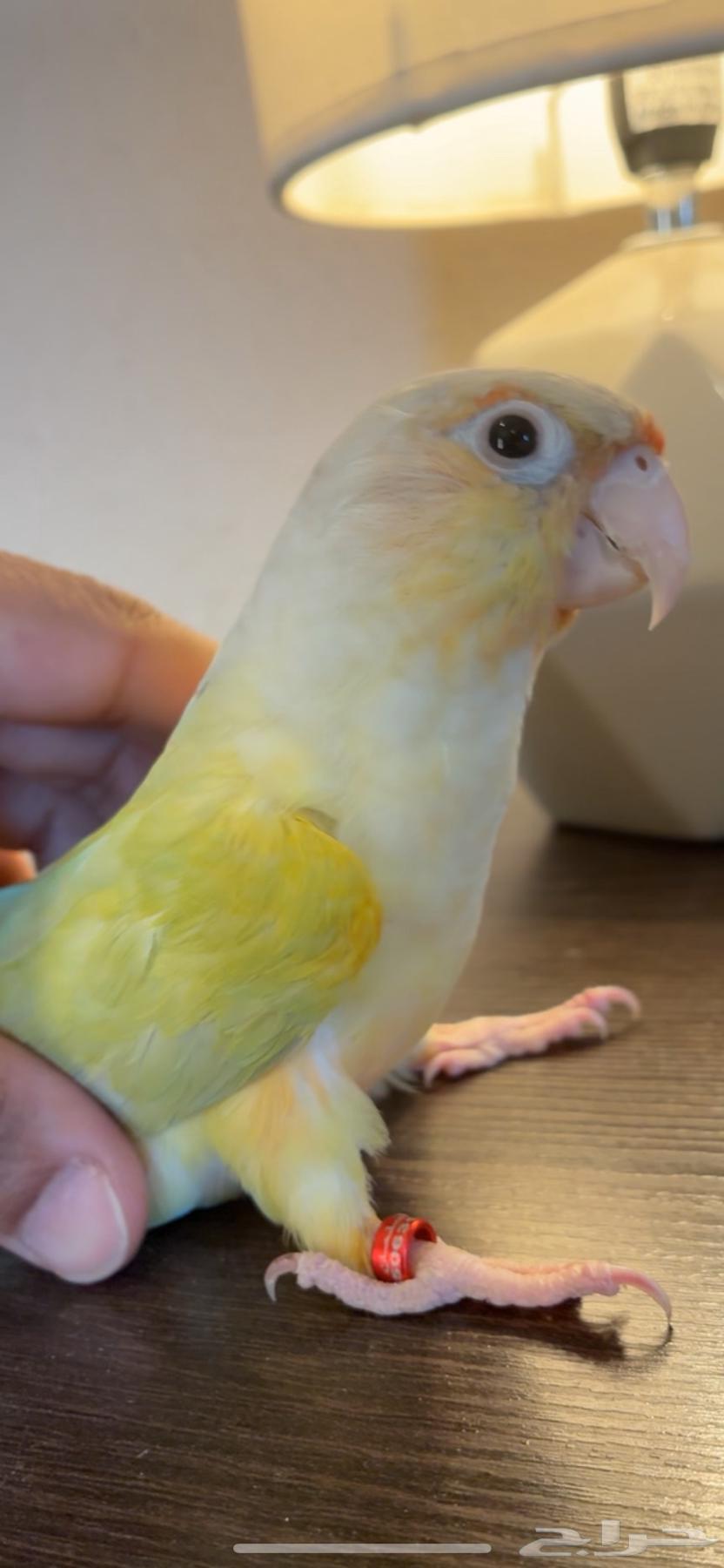 كنيور مون شيك أليف64480647682435111