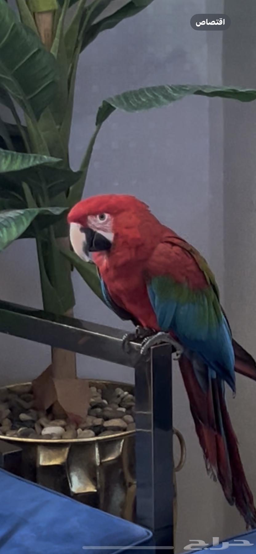 ببغاء مكاو64485379104641114