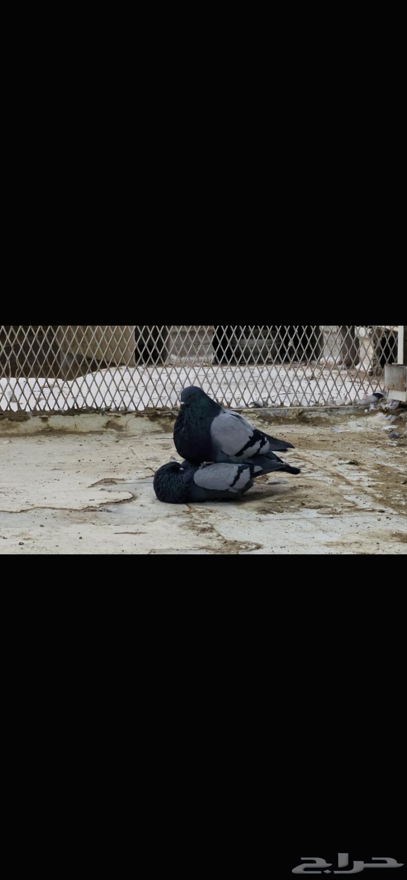 زوج نفاخ اسباني top64480053846530113