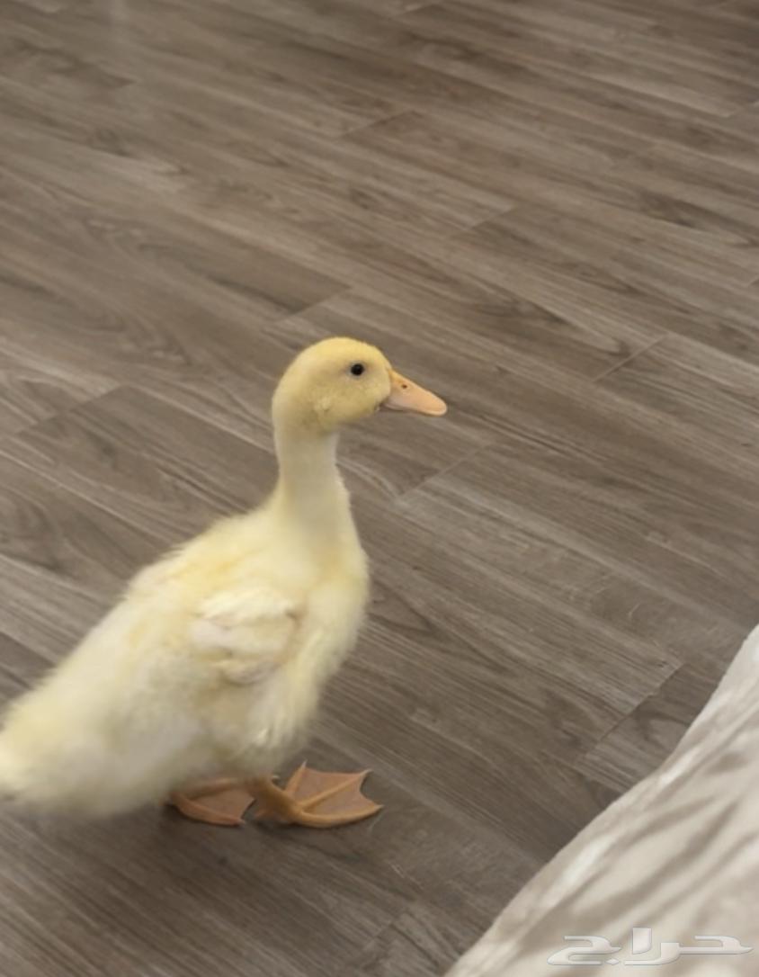 بطه للبيع64478870574081111