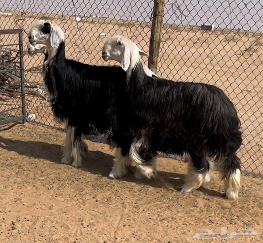 For sale, we have a discounted camel with offspring64481319049474112